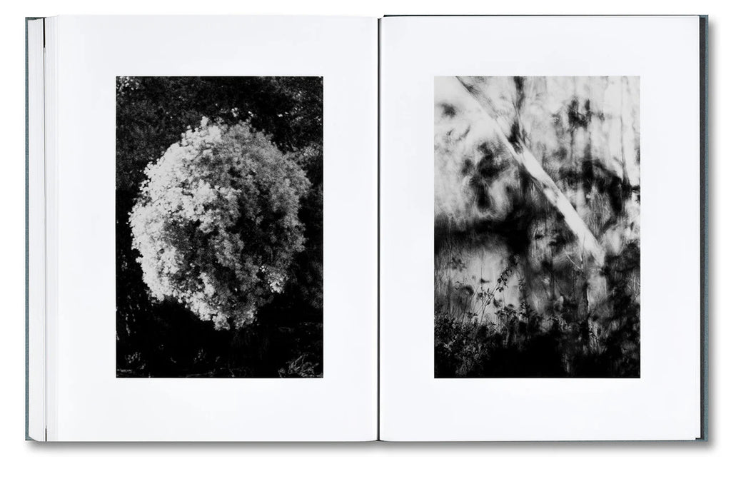 Daniel Shea - Distribution