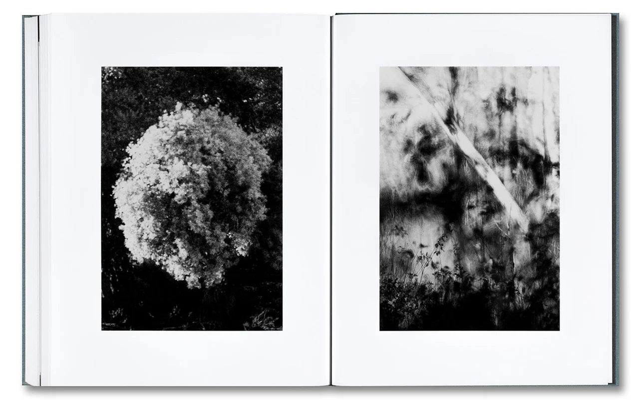 Daniel Shea - Distribution