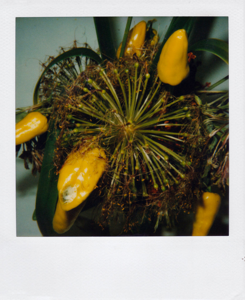 Nobuyoshi Araki <br><em>Flower</em>, 2006-2009