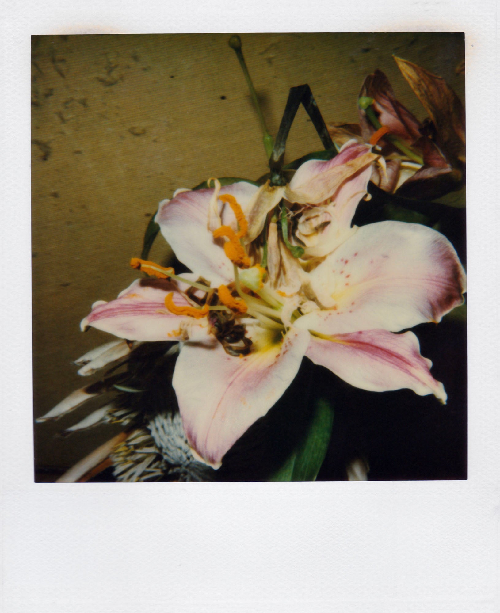 Nobuyoshi Araki <br><em>Flower</em>, 2006-2009