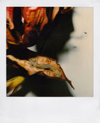 Nobuyoshi Araki <br><em>Flower</em>, 2006-2009