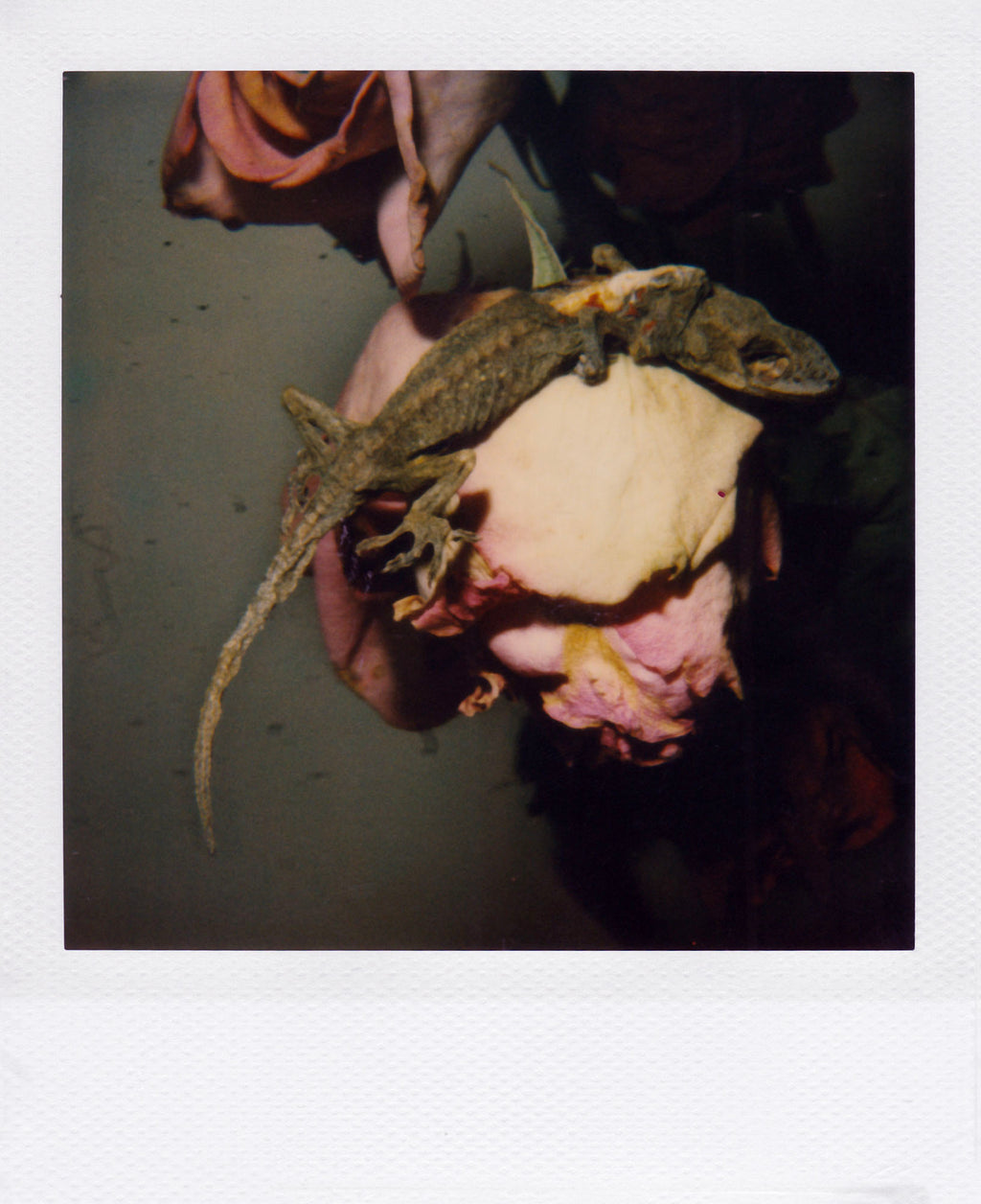 Nobuyoshi Araki <br><em>Flower</em>, 2006-2009