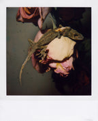 Nobuyoshi Araki <br><em>Flower</em>, 2006-2009