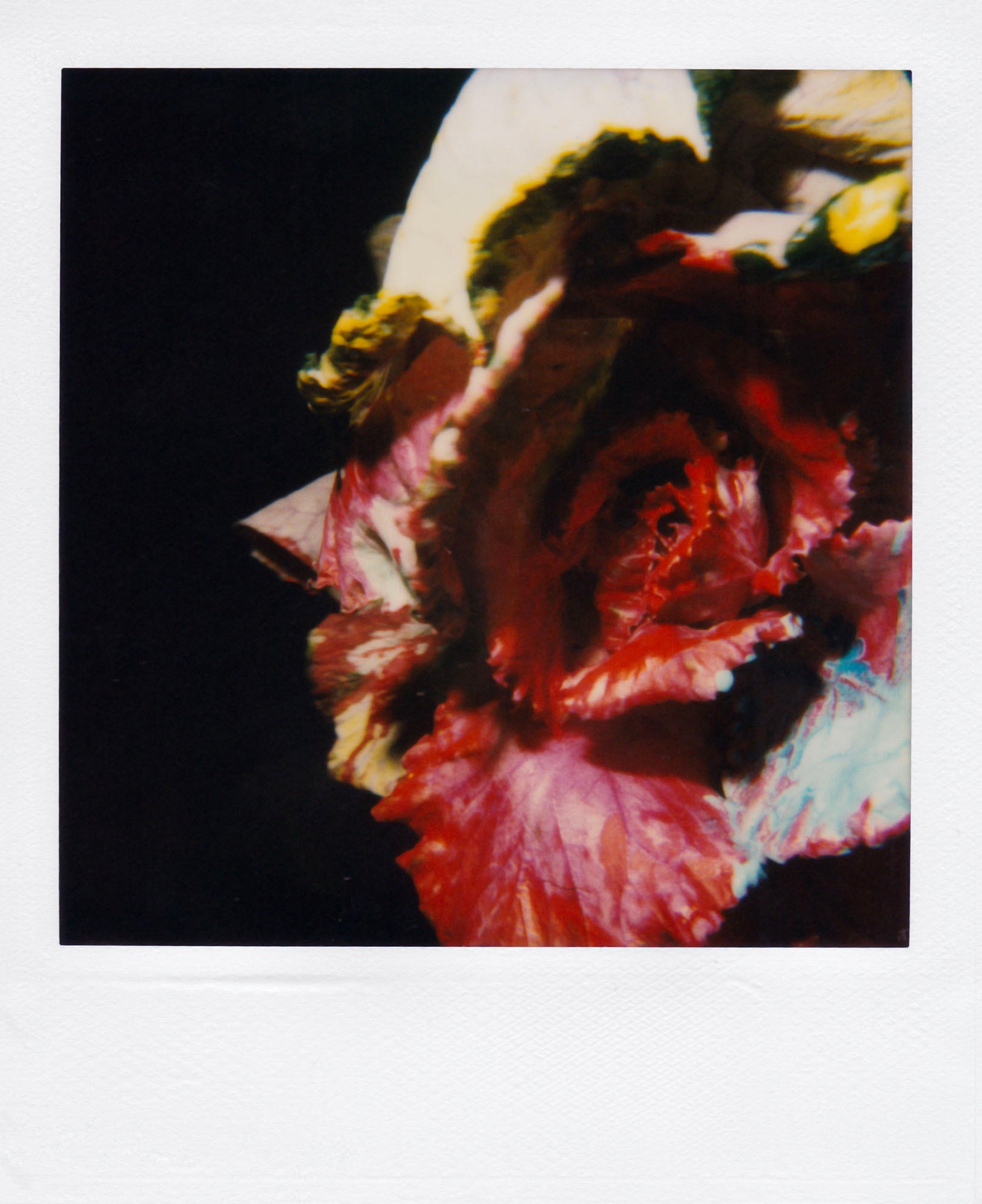 Nobuyoshi Araki <br><em>Flower</em>, 2006-2009