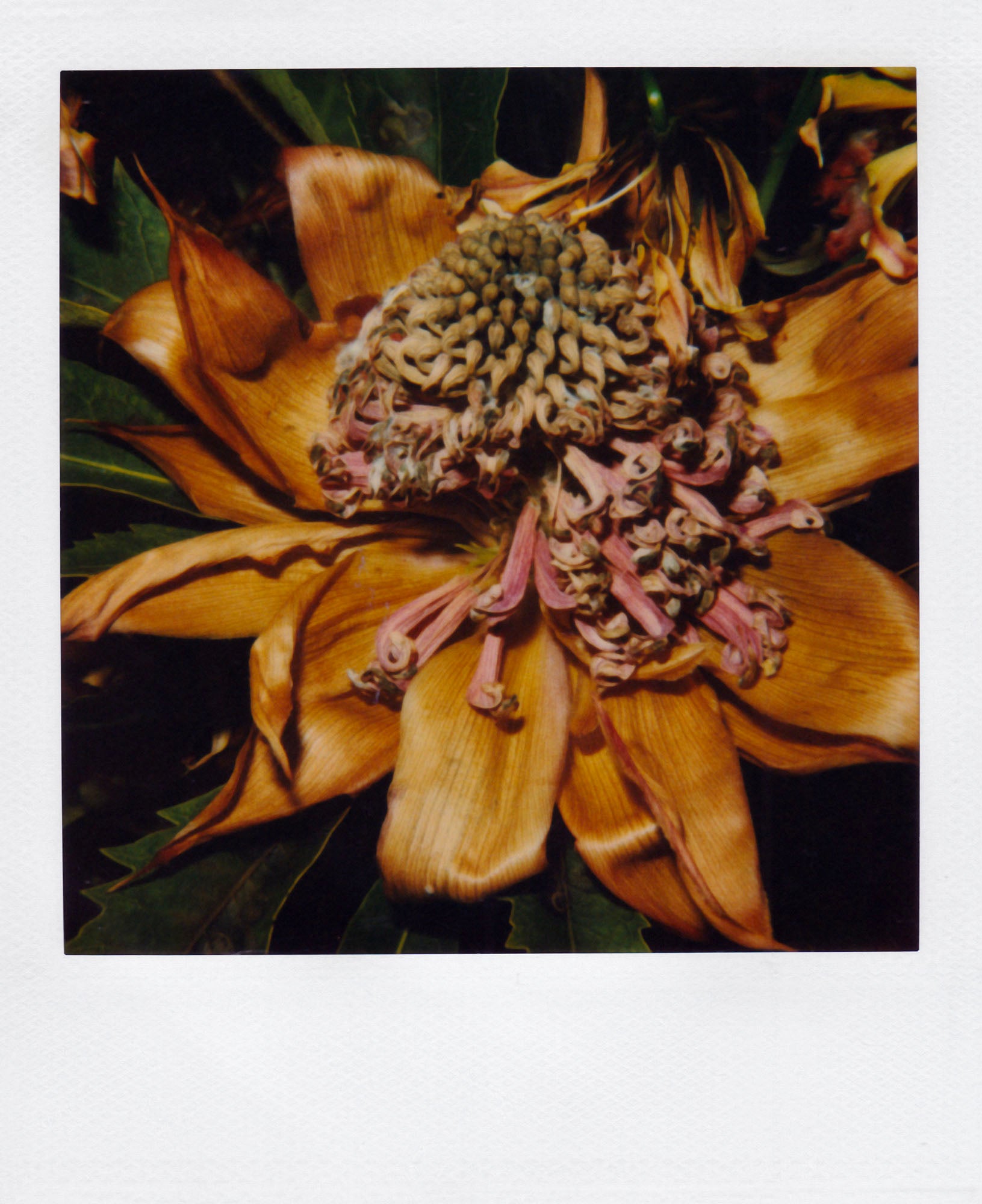 Nobuyoshi Araki <br><em>Flower</em>, 2006-2009