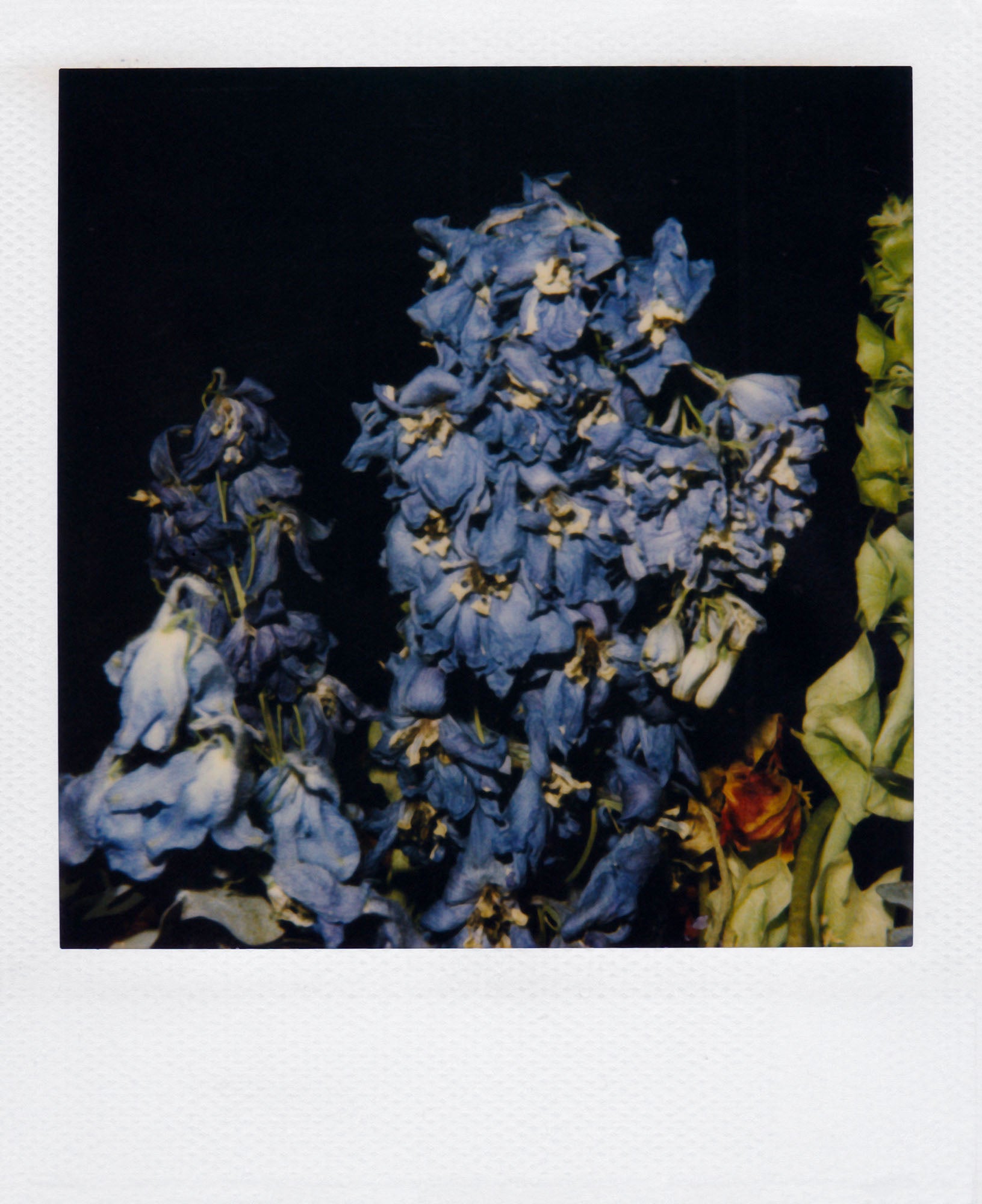 Nobuyoshi Araki <br><em>Flower</em>, 2006-2009
