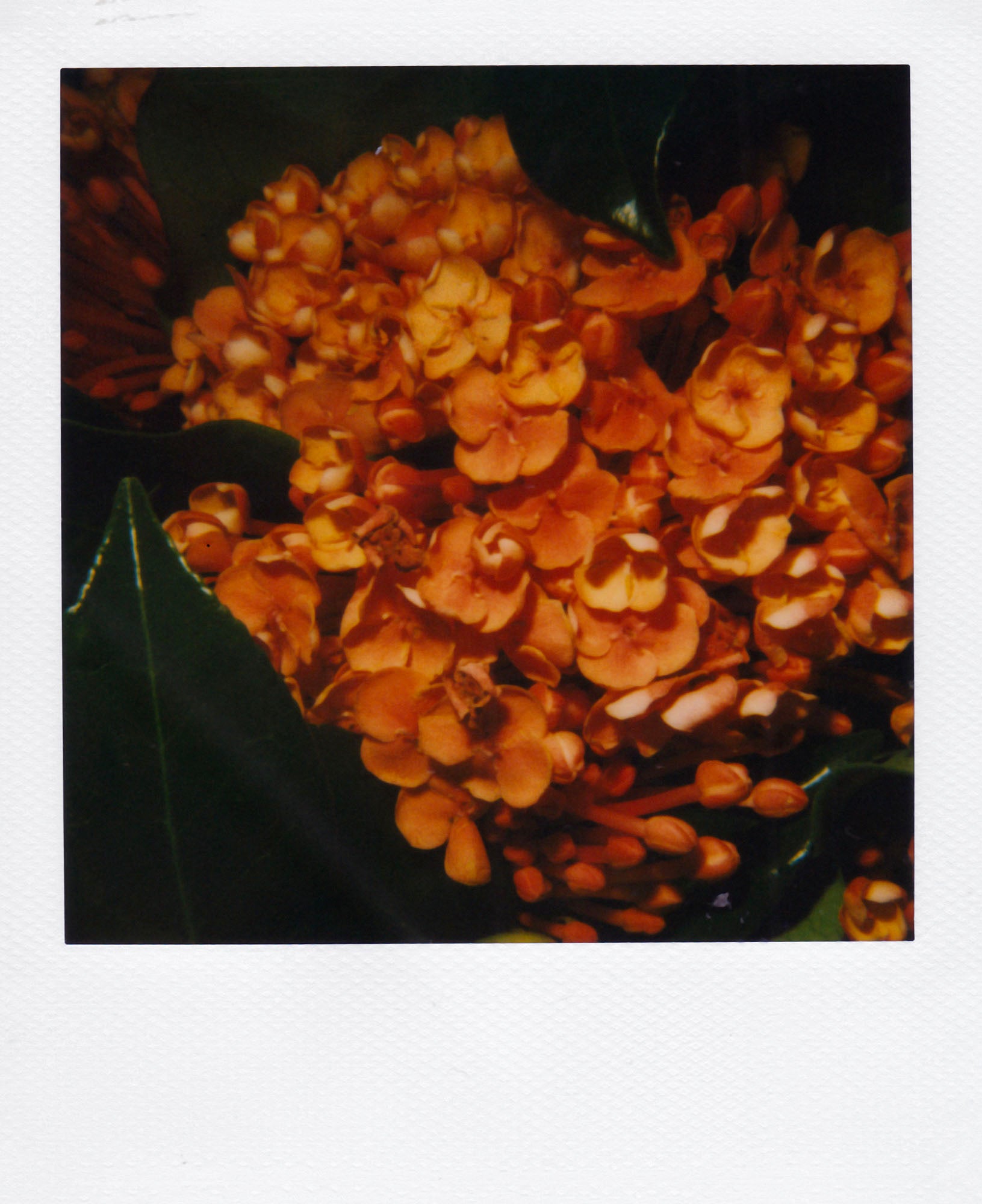 Nobuyoshi Araki <br><em>Flower</em>, 2006-2009