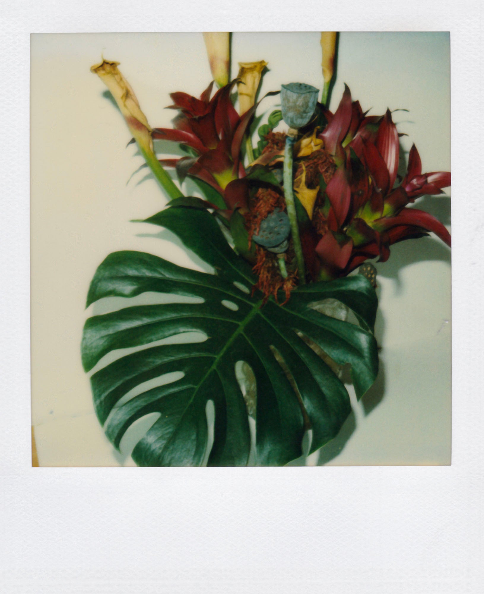 Nobuyoshi Araki <br><em>Flower</em>, 2006-2009