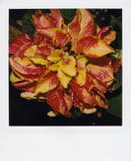 Nobuyoshi Araki <br><em>Flower</em>, 2006-2009