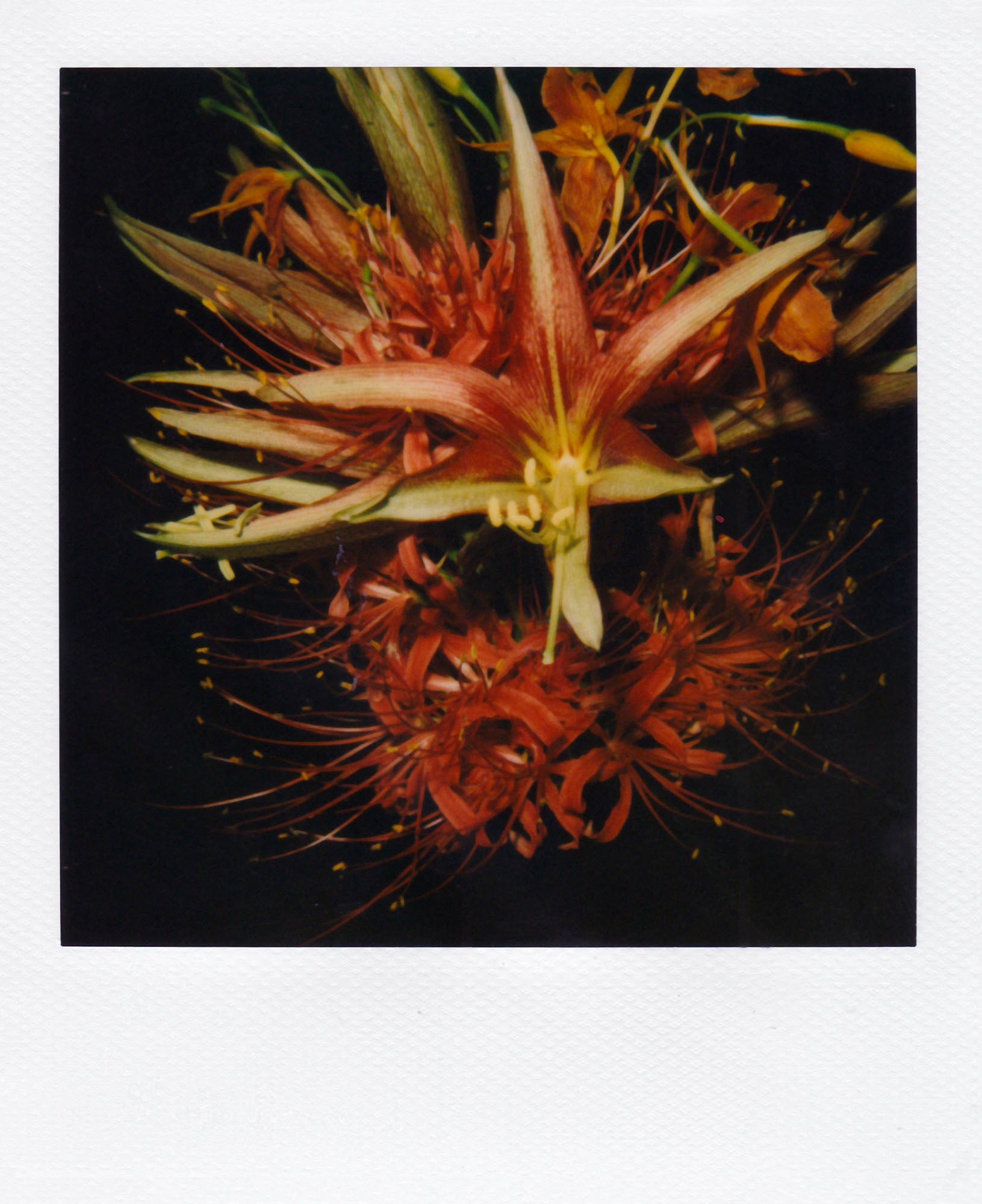 Nobuyoshi Araki <br><em>Flower</em>, 2006-2009