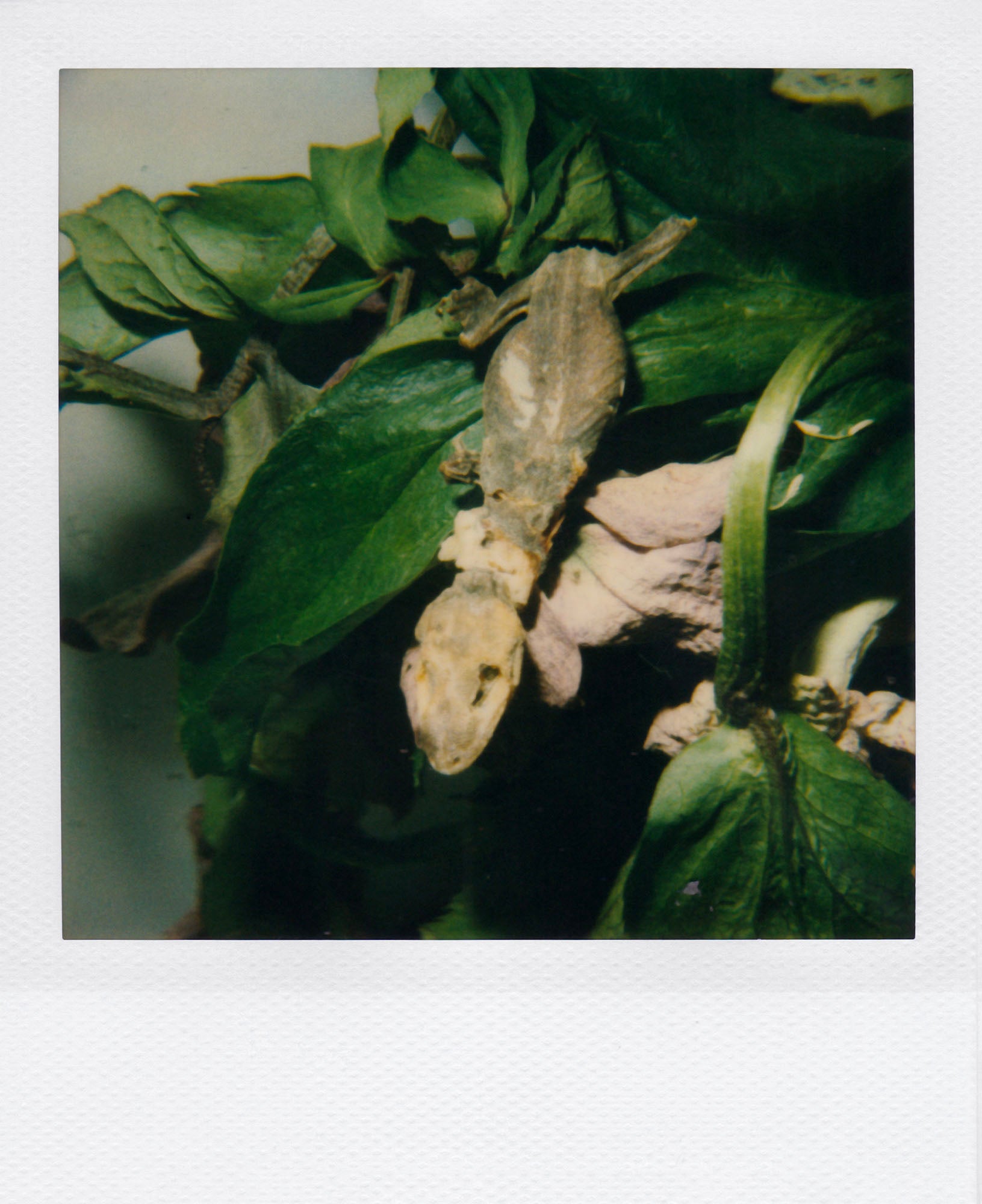 Nobuyoshi Araki <br><em>Flower</em>, 2006-2009