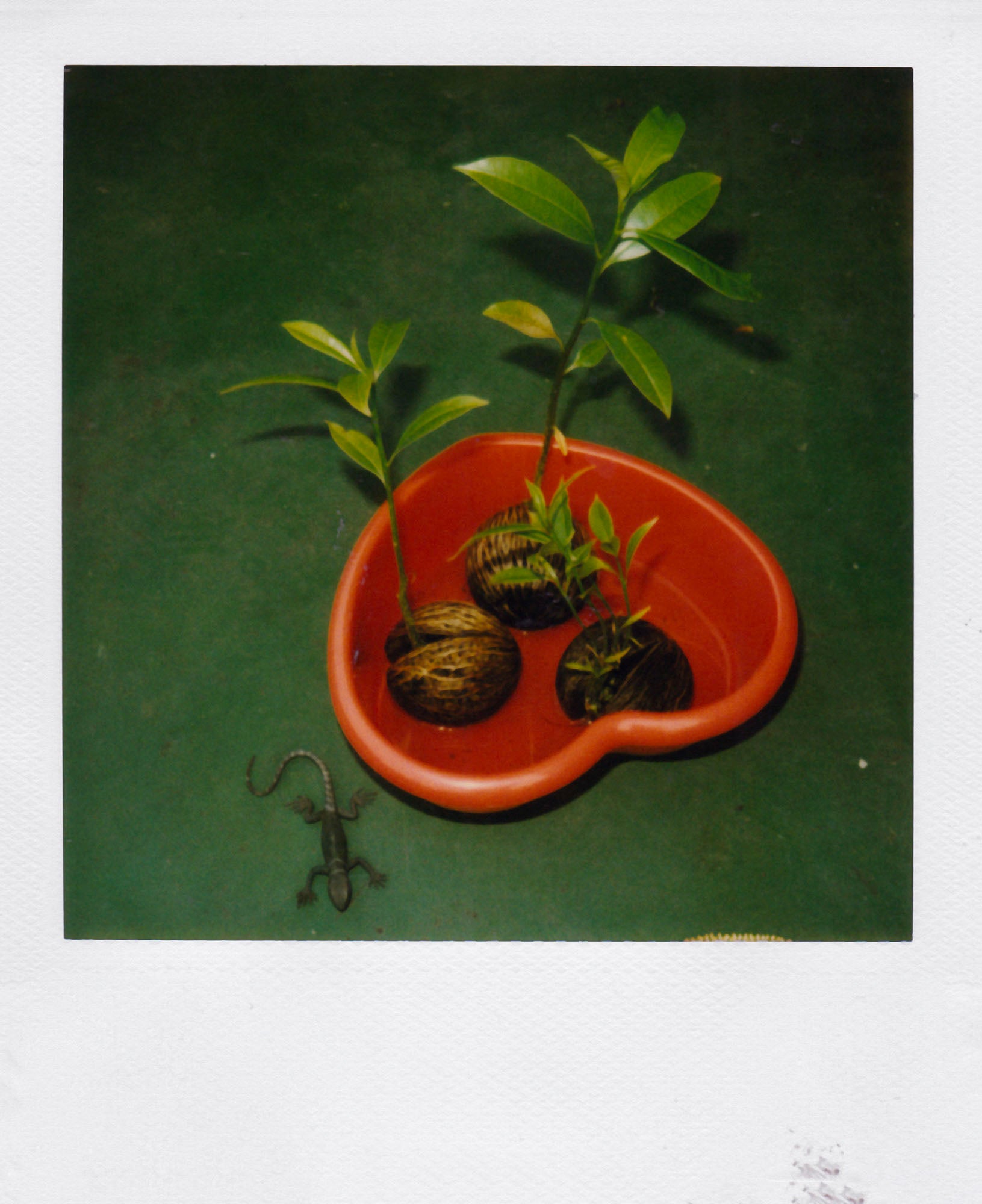Nobuyoshi Araki <br><em>Object</em>, 2006-2009
