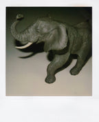 Nobuyoshi Araki <br><em>Object</em>, 2006-2009