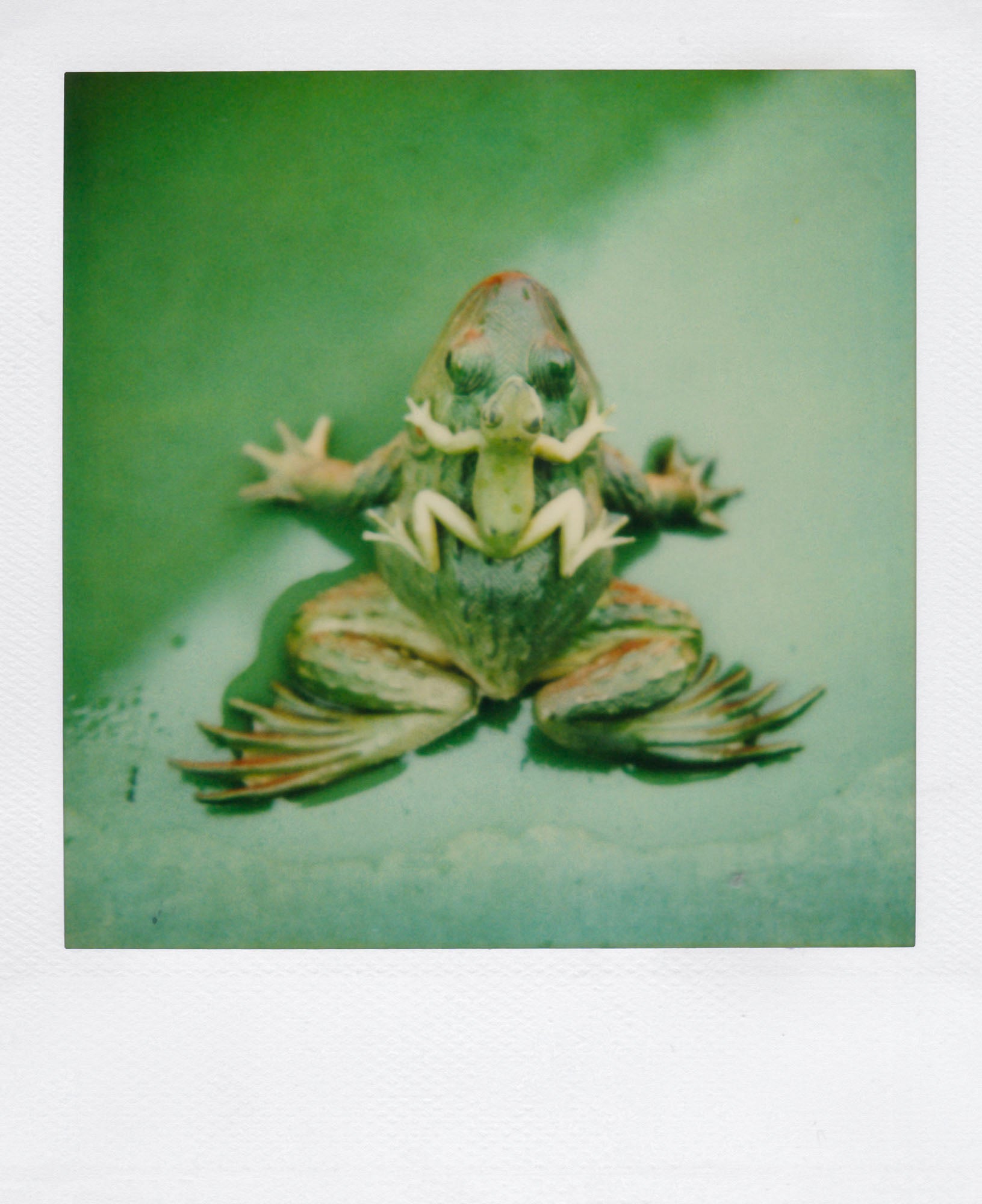 Nobuyoshi Araki <br><em>Object</em>, 2006-2009