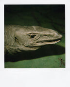 Nobuyoshi Araki <br><em>Object</em>, 2006-2009