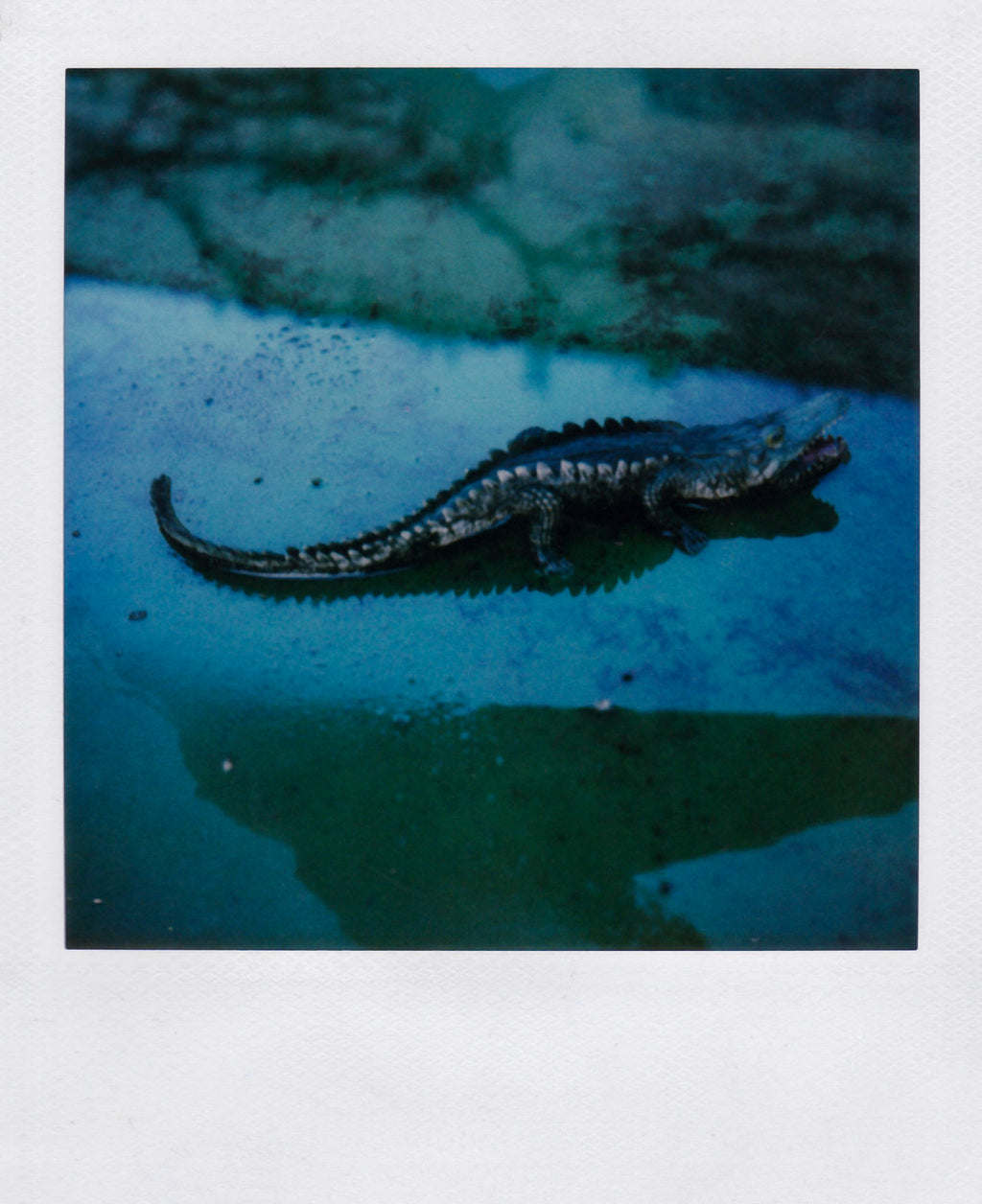 Nobuyoshi Araki <br><em>Object</em>, 2006-2009