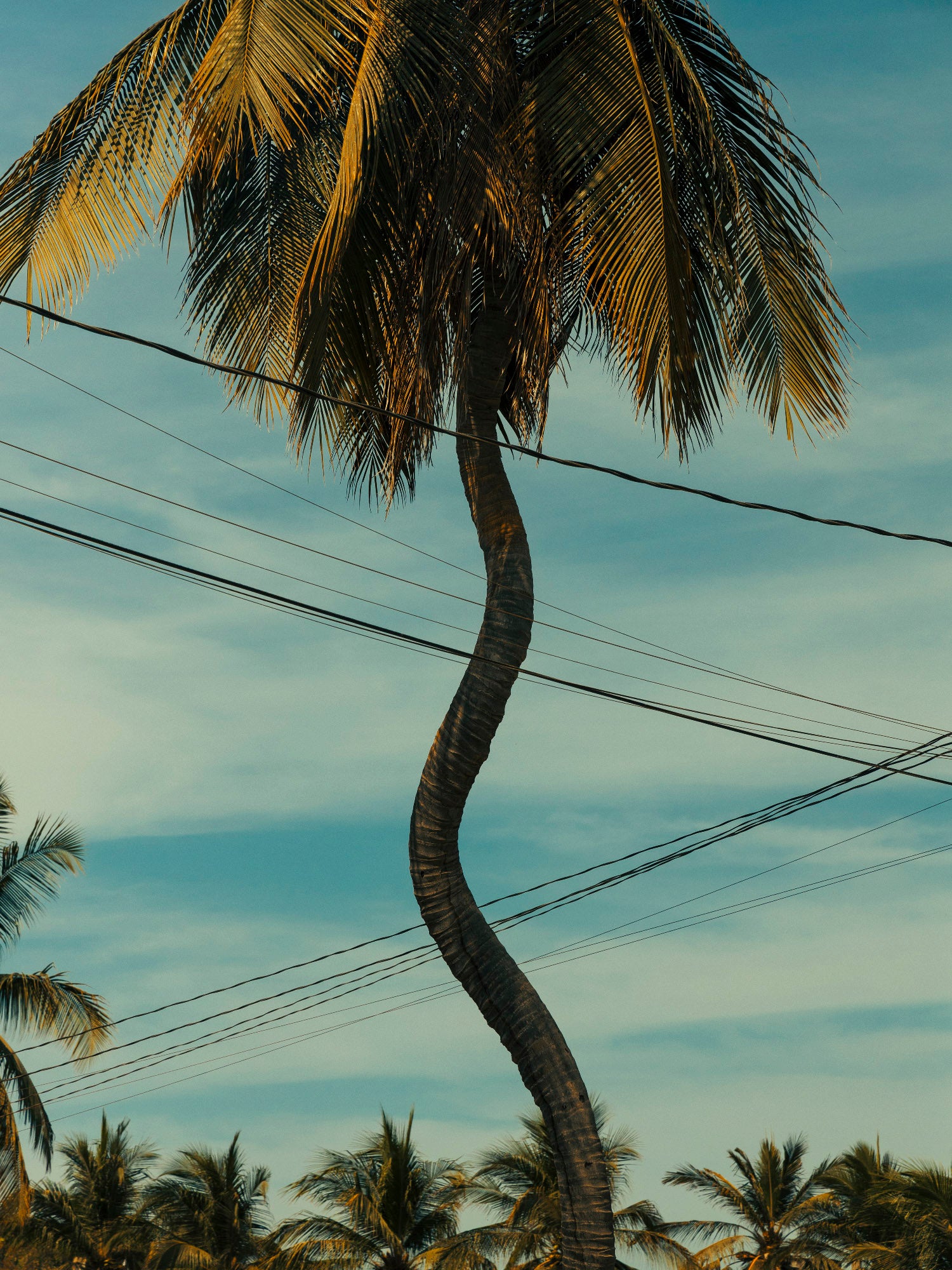 Romain Laprade - Palmier onduler, Puerto Escondido, 2023