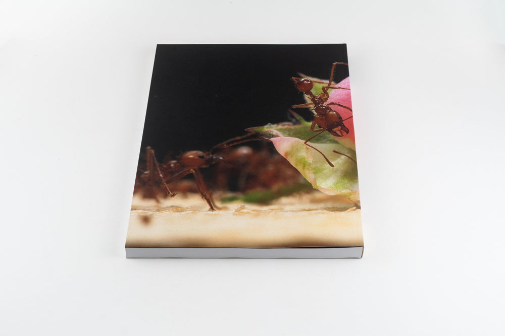 Blommers & Schumm - More