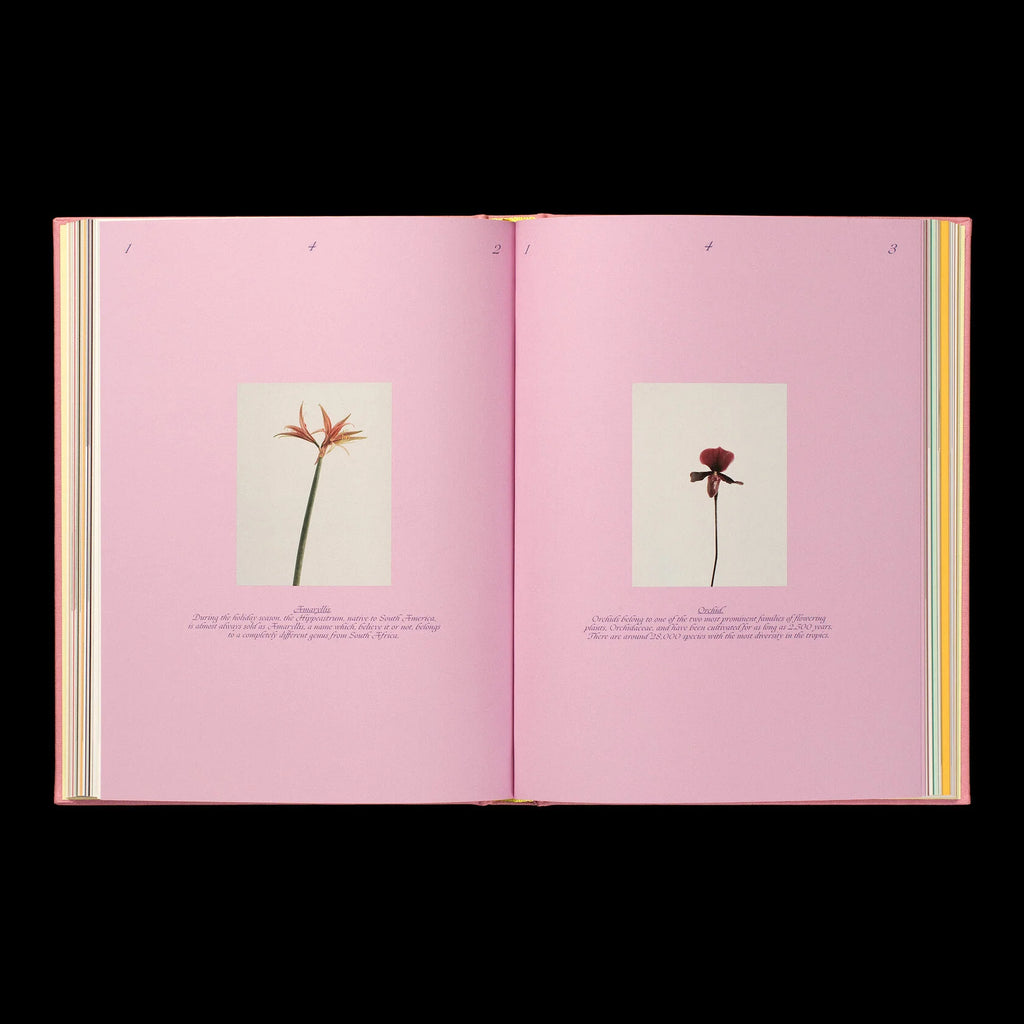 Liza Langen - The Practice Of Arranging Flowers & How To Embrace Seasonal Change