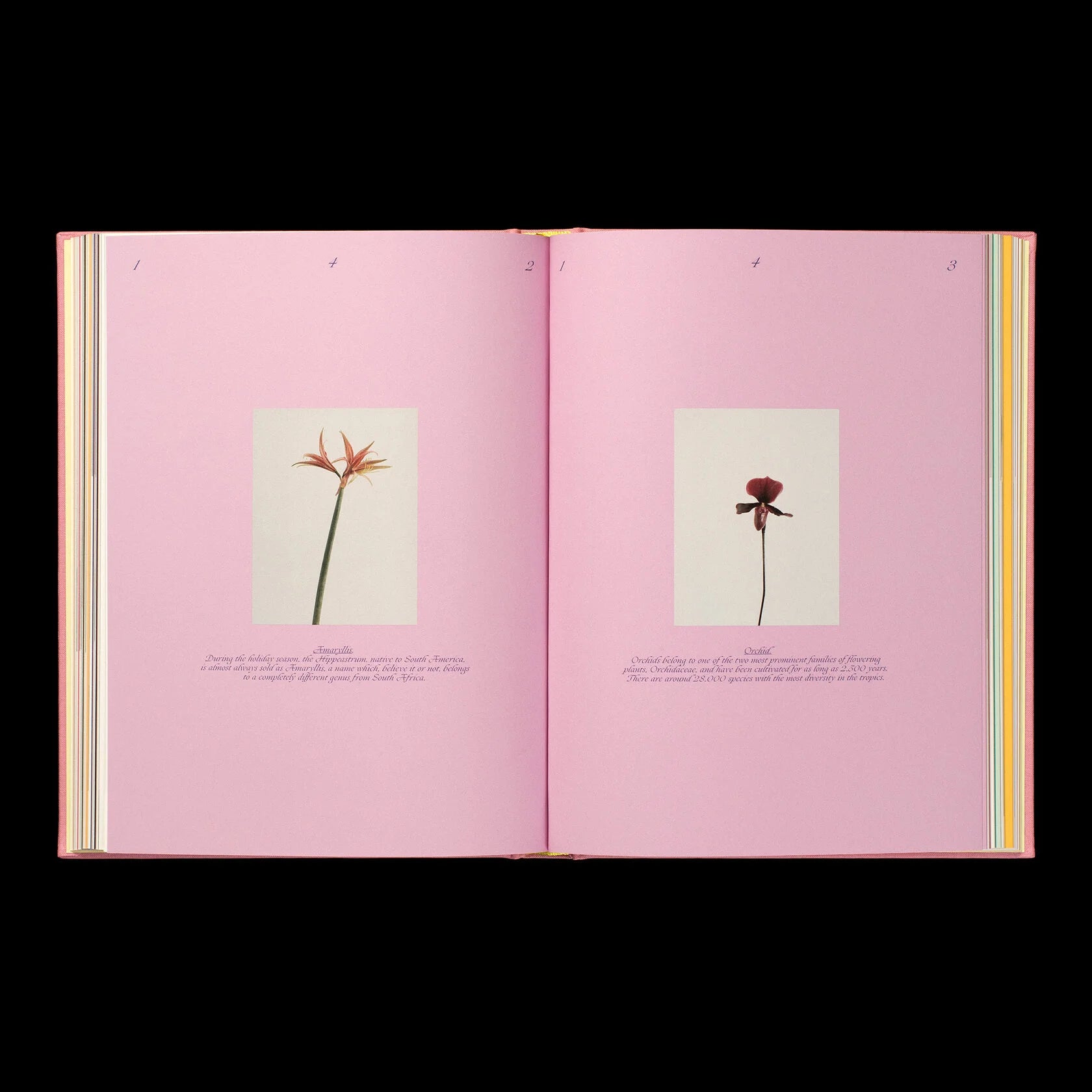 Liza Langen - The Practice Of Arranging Flowers & How To Embrace Seasonal Change