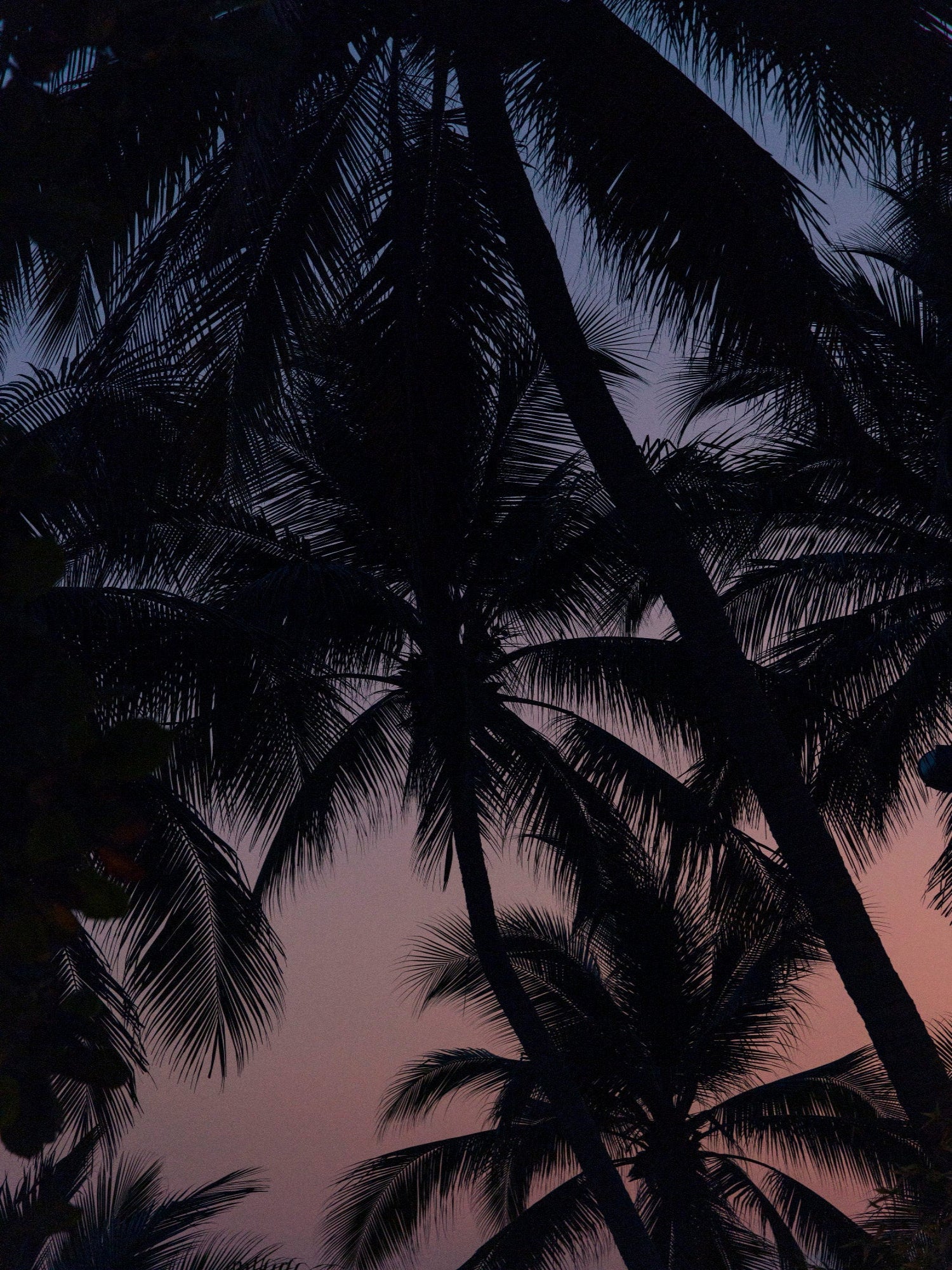 Romain Laprade - Sunset et palmiers, Mexique, 2023