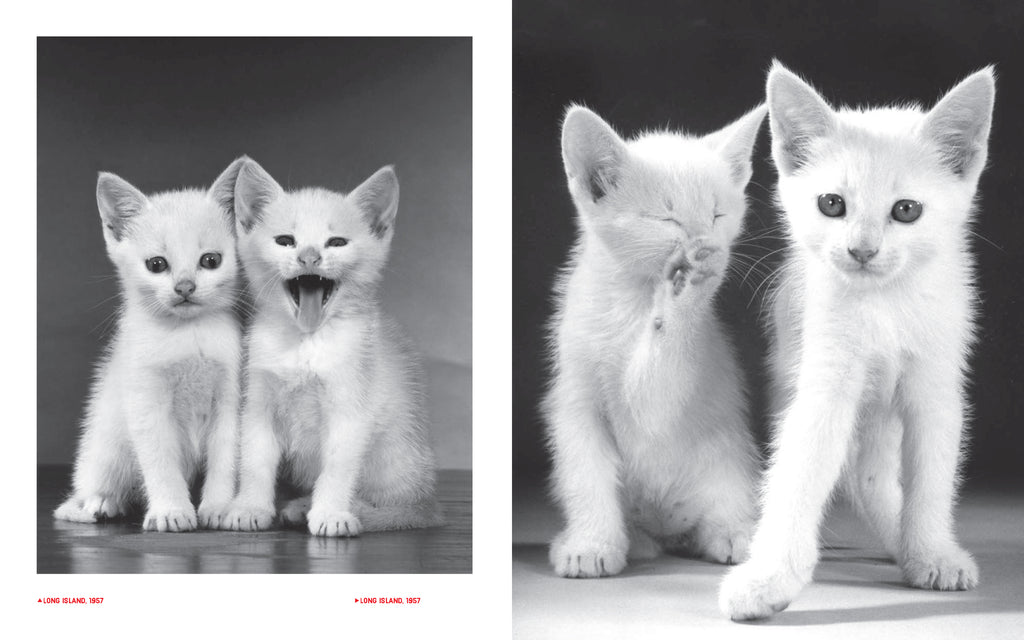 Walter Chandoha - Family Cats (From the archive 1950-1969)