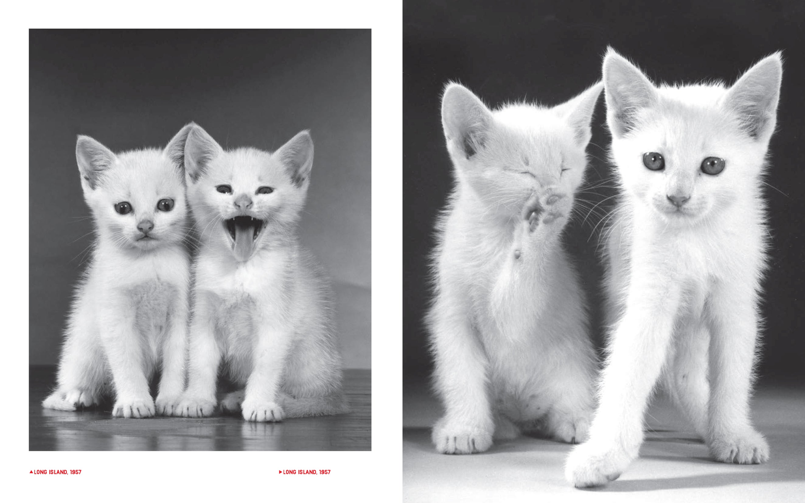Walter Chandoha - Family Cats (From the archive 1950-1969)