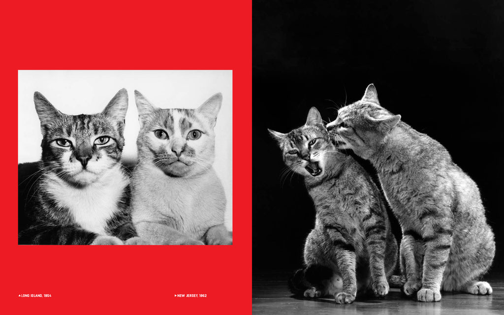 Walter Chandoha - Family Cats (From the archive 1950-1969)