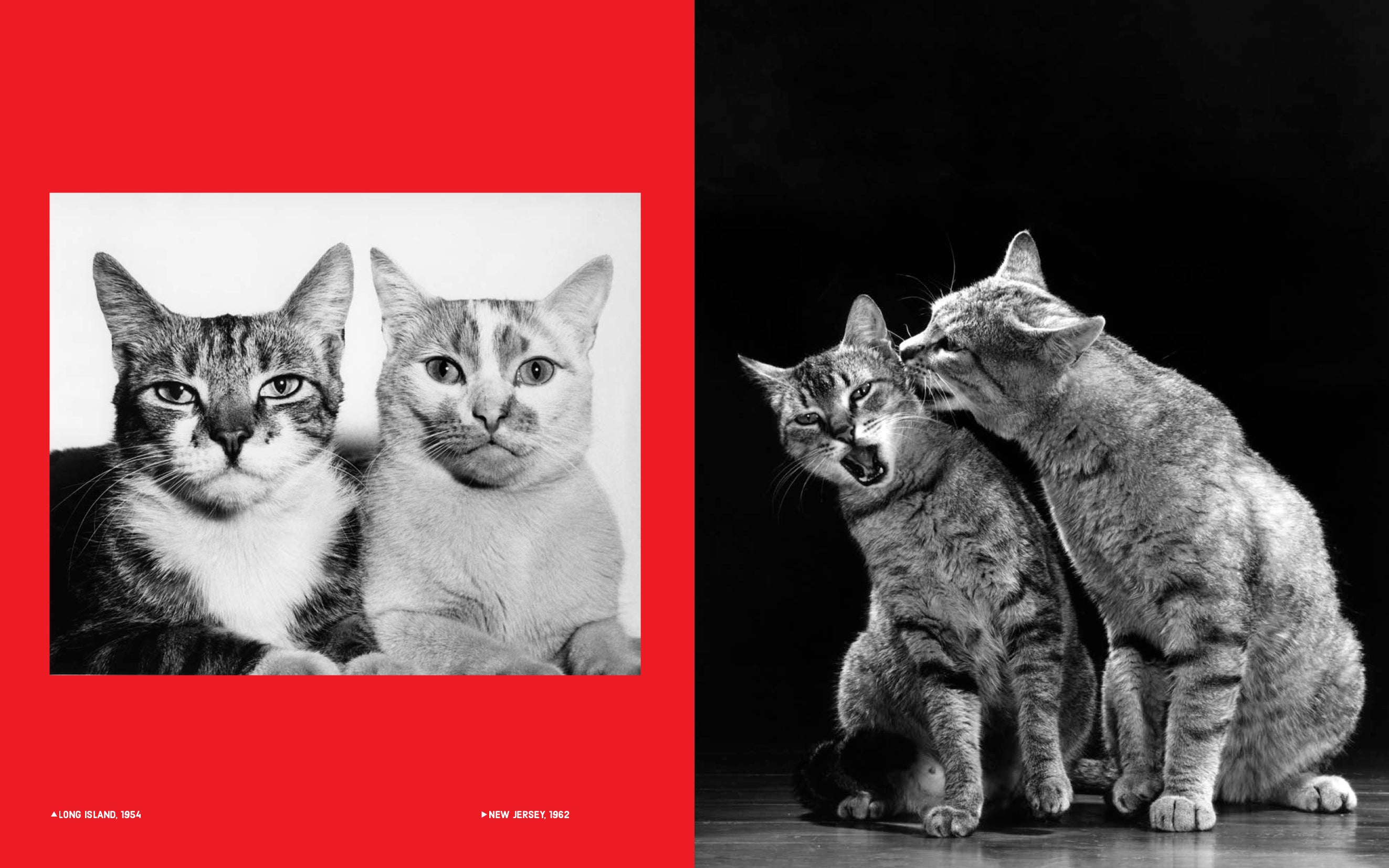 Walter Chandoha - Family Cats (From the archive 1950-1969)