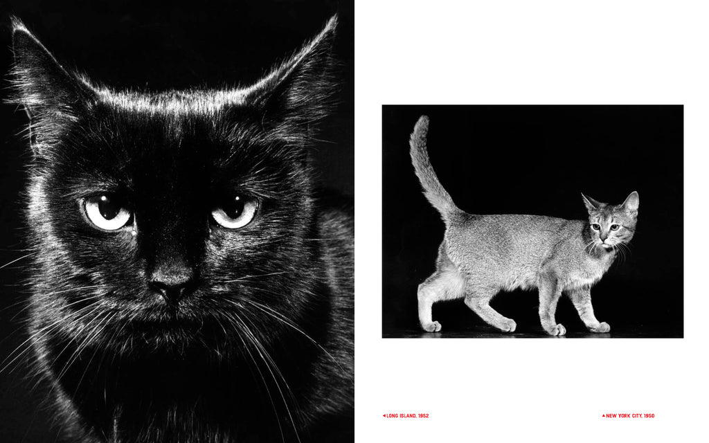 Walter Chandoha - Family Cats (From the archive 1950-1969)