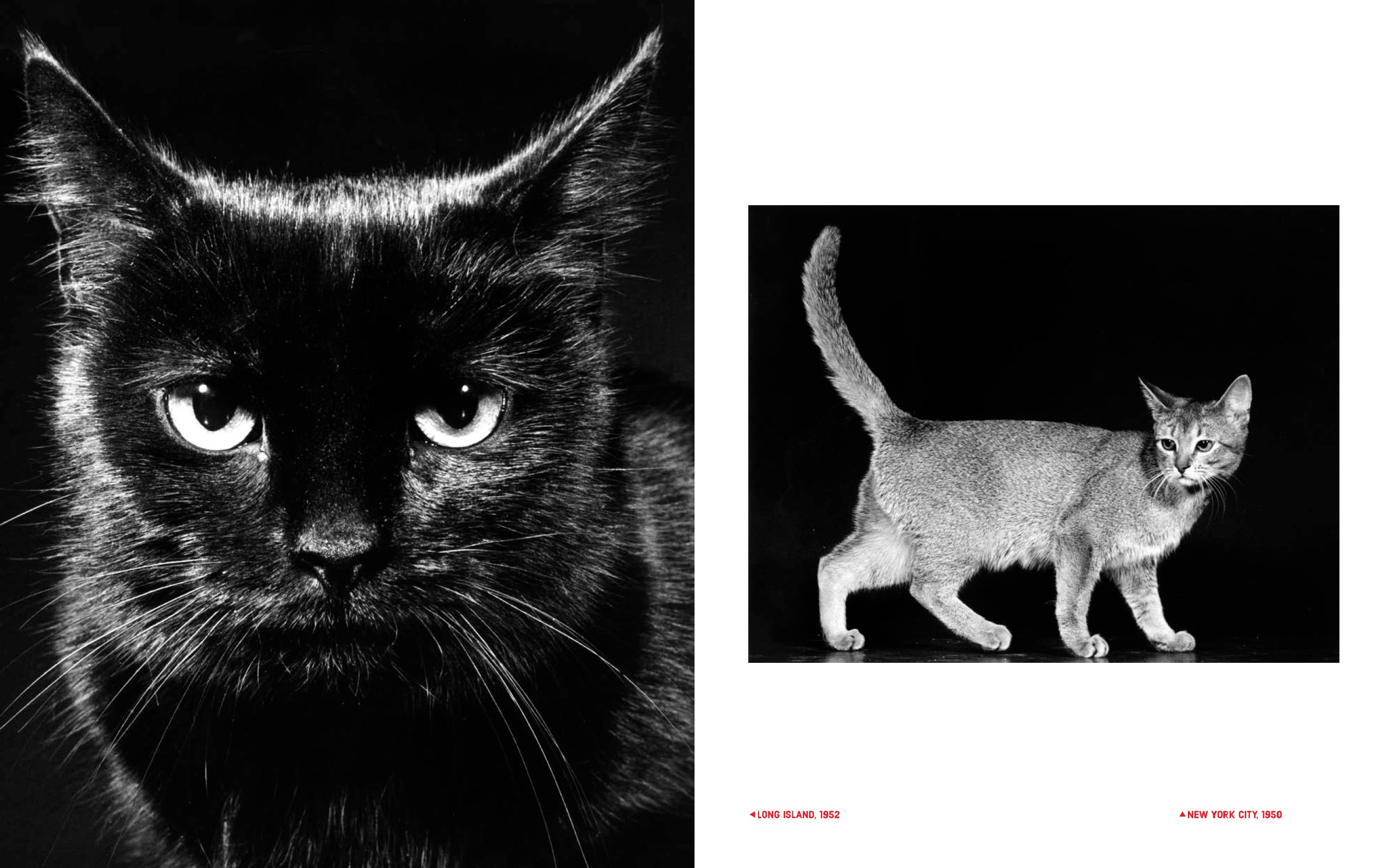 Walter Chandoha - Family Cats (From the archive 1950-1969)