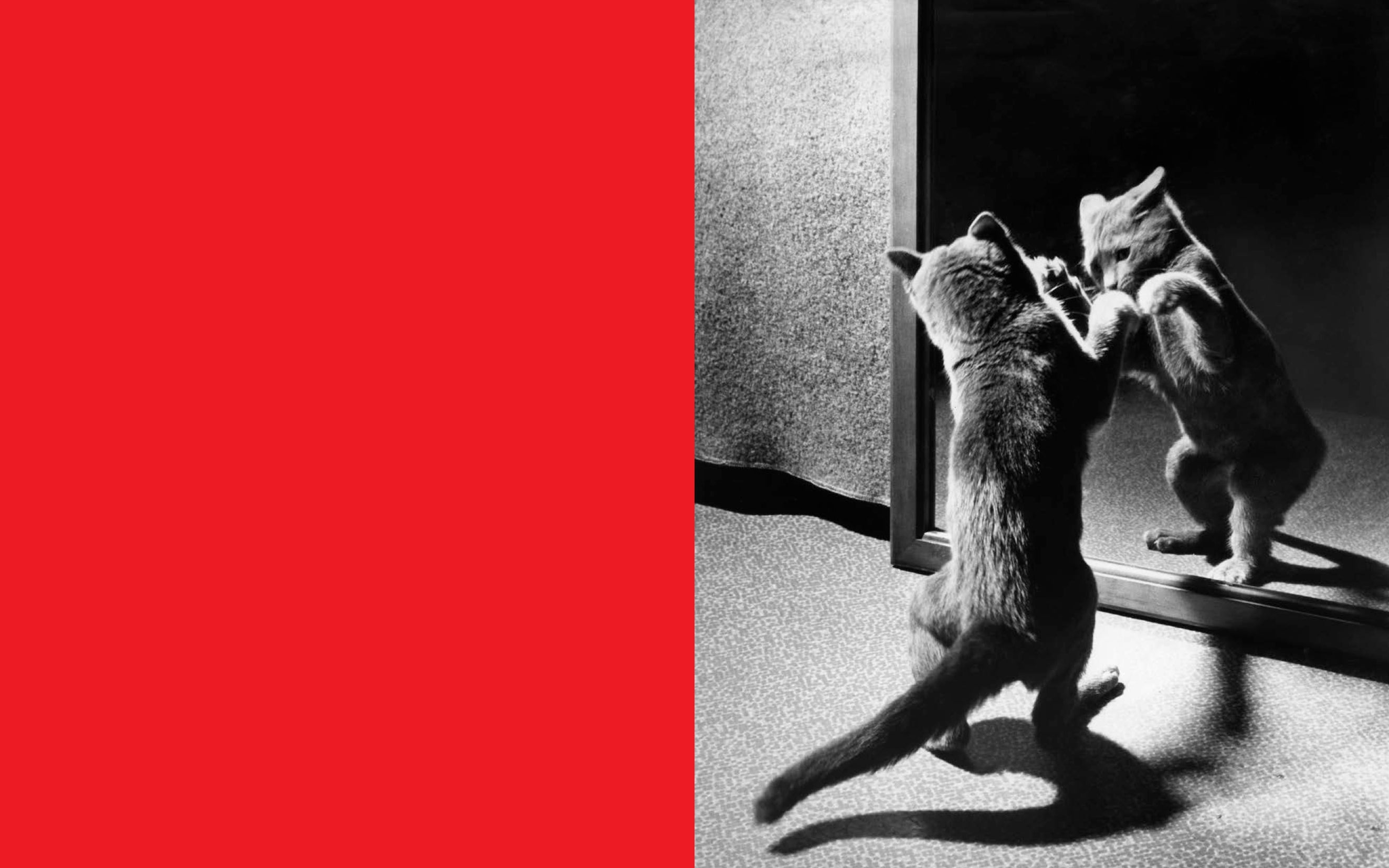 Walter Chandoha - Family Cats (From the archive 1950-1969)
