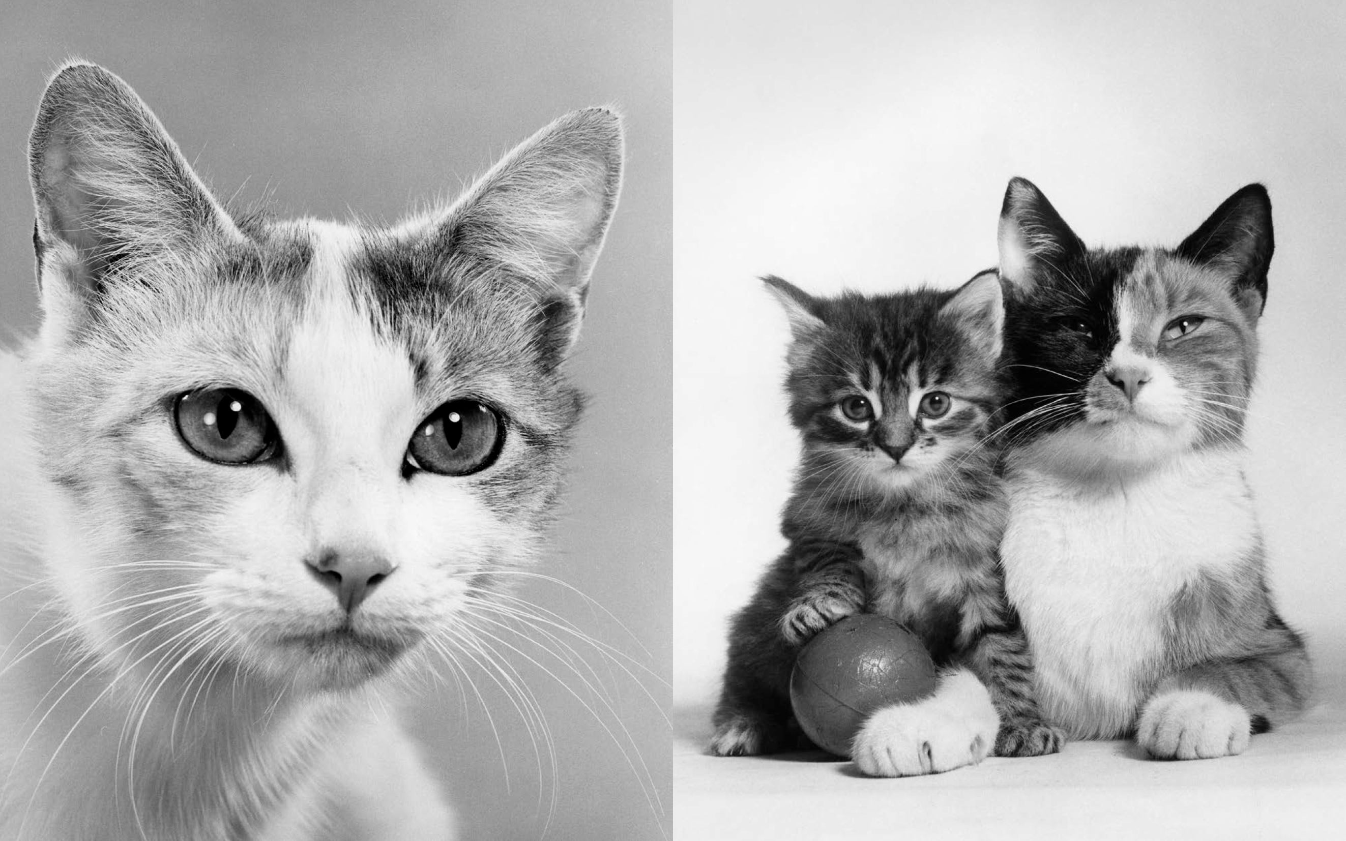 Walter Chandoha - Family Cats (From the archive 1950-1969)