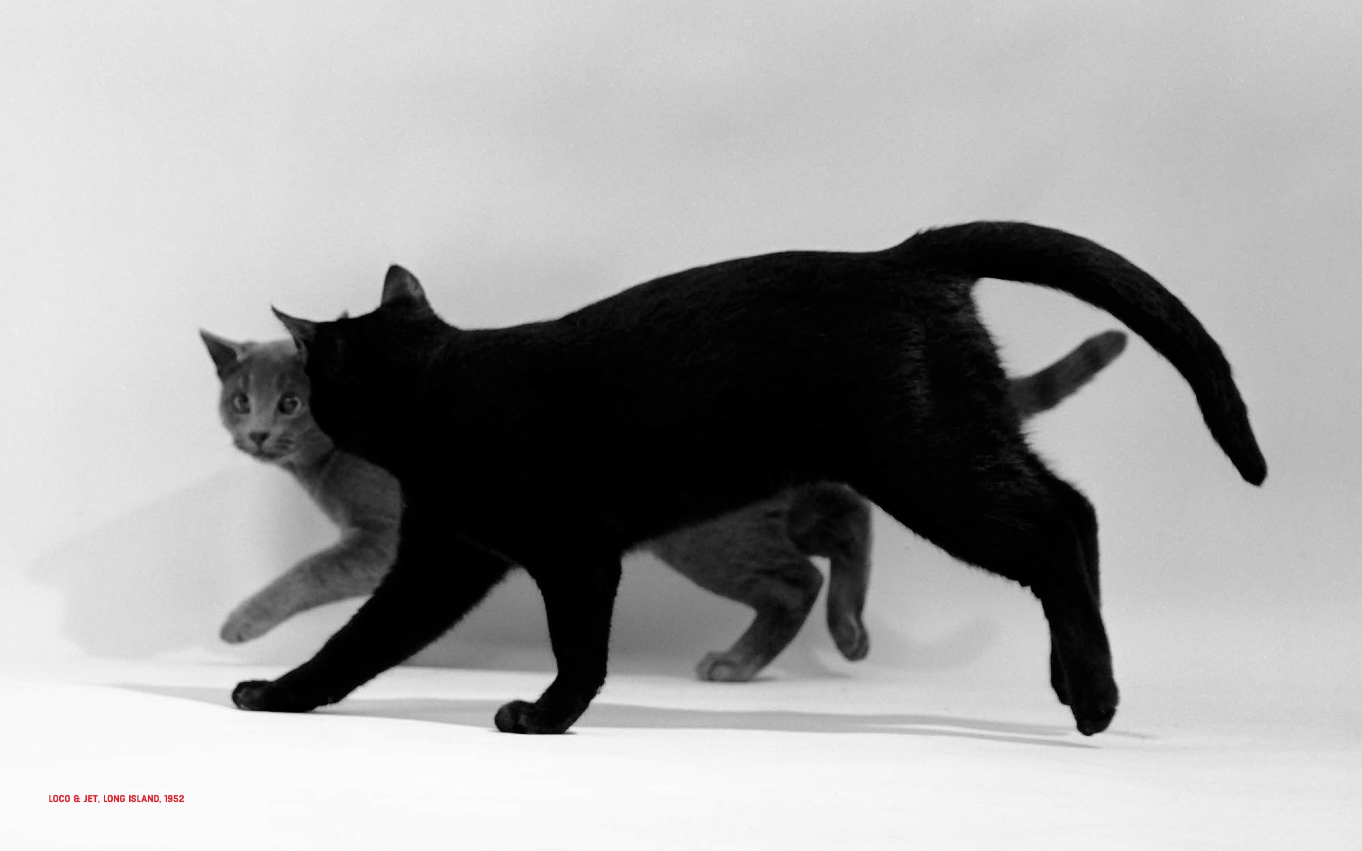 Walter Chandoha - Family Cats (From the archive 1950-1969)