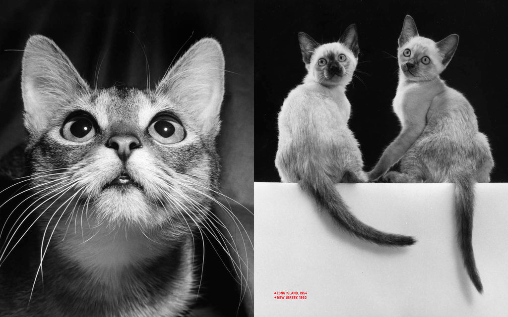 Walter Chandoha - Family Cats (From the archive 1950-1969)