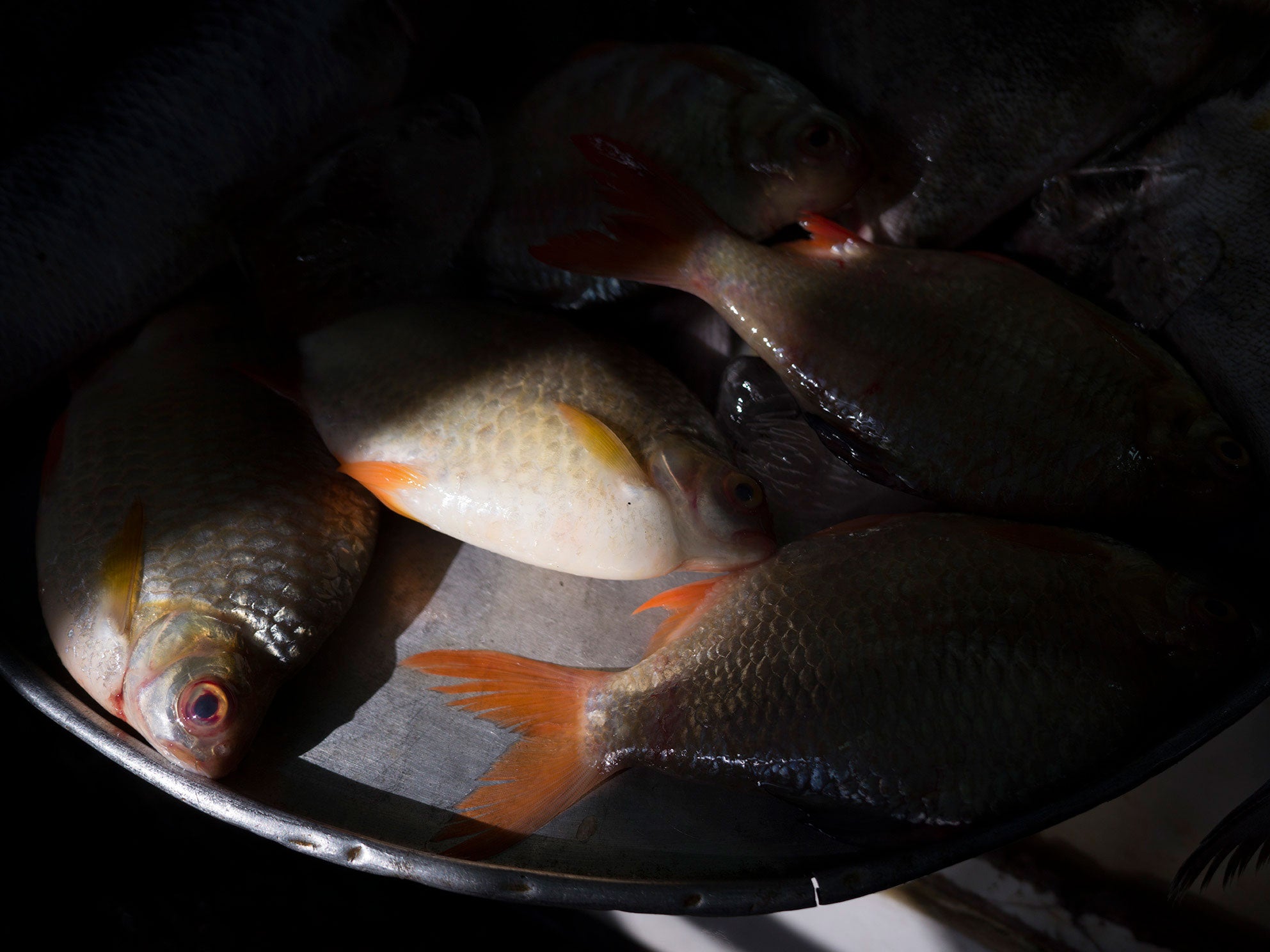 A Magazine Curated By Peter Do