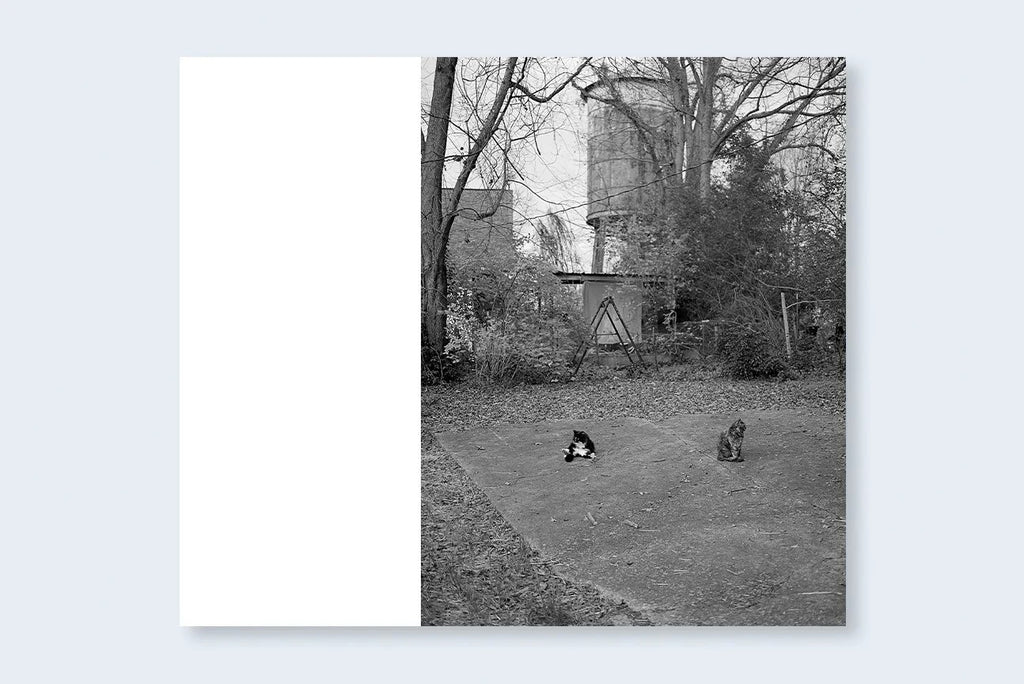 Mark Steinmetz - Low-Fi Cats
