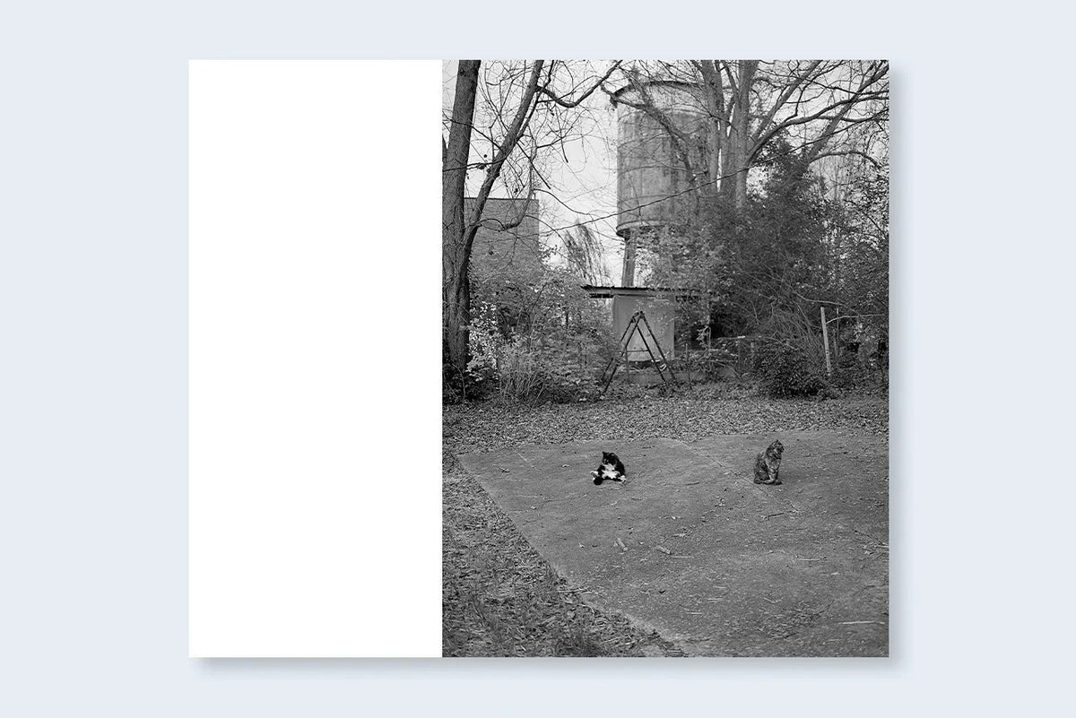 Mark Steinmetz - Low-Fi Cats