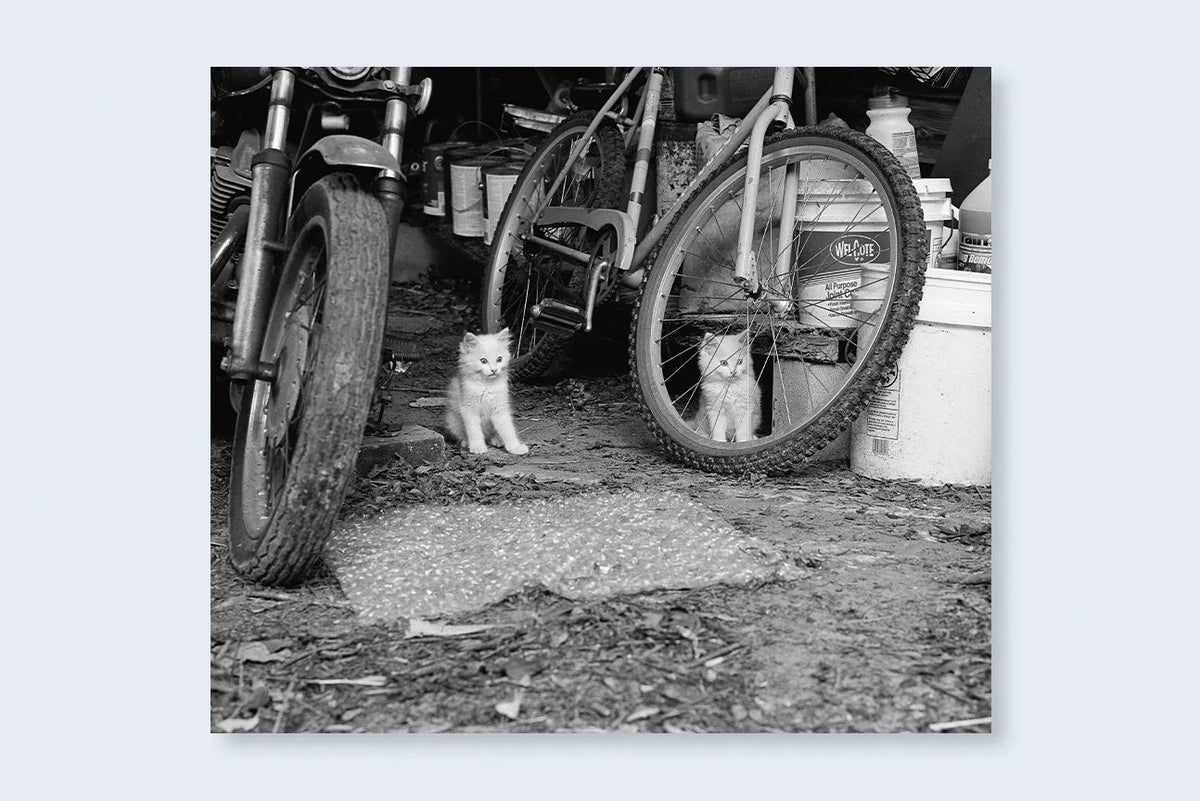 Mark Steinmetz - Low-Fi Cats