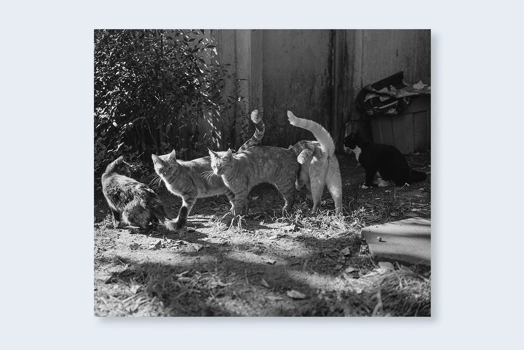 Mark Steinmetz - Low-Fi Cats
