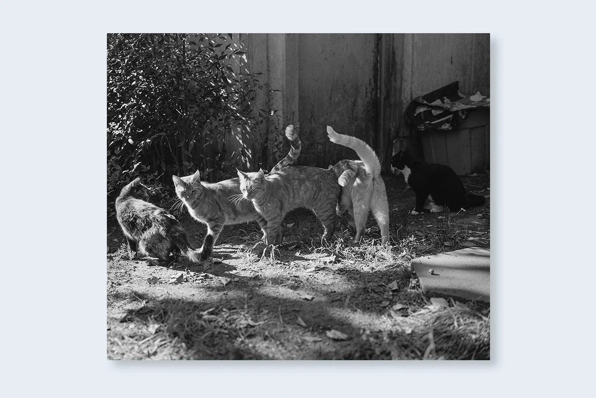 Mark Steinmetz - Low-Fi Cats
