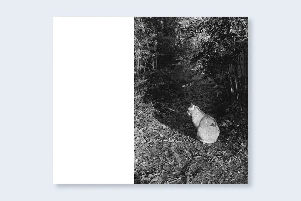 Mark Steinmetz - Low-Fi Cats