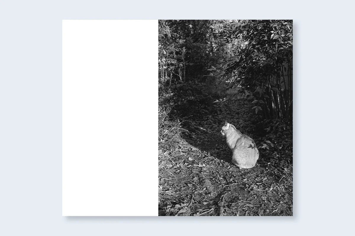 Mark Steinmetz - Low-Fi Cats