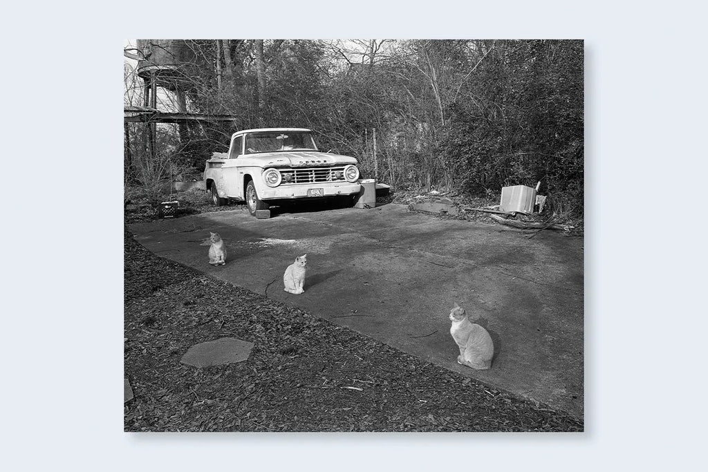 Mark Steinmetz - Low-Fi Cats
