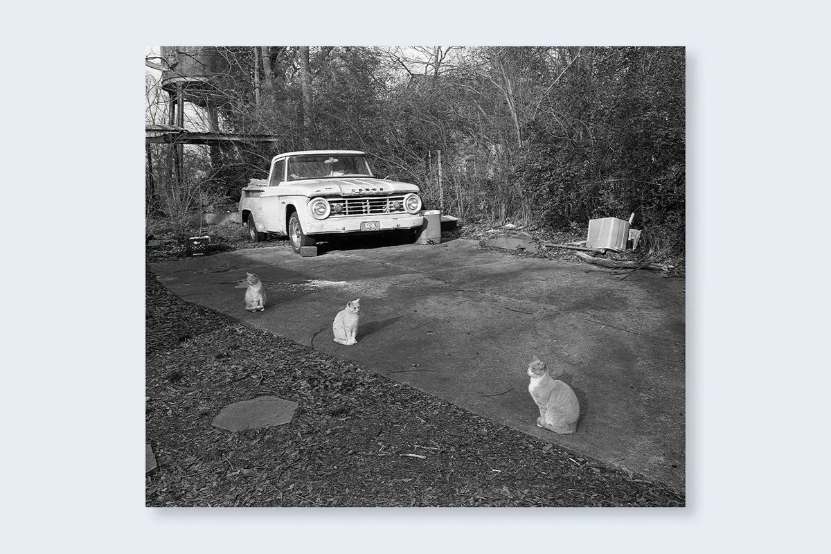 Mark Steinmetz - Low-Fi Cats