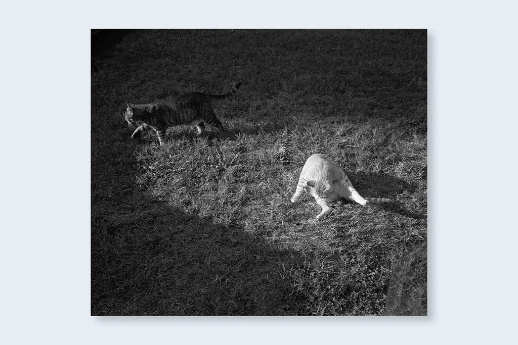 Mark Steinmetz - Low-Fi Cats