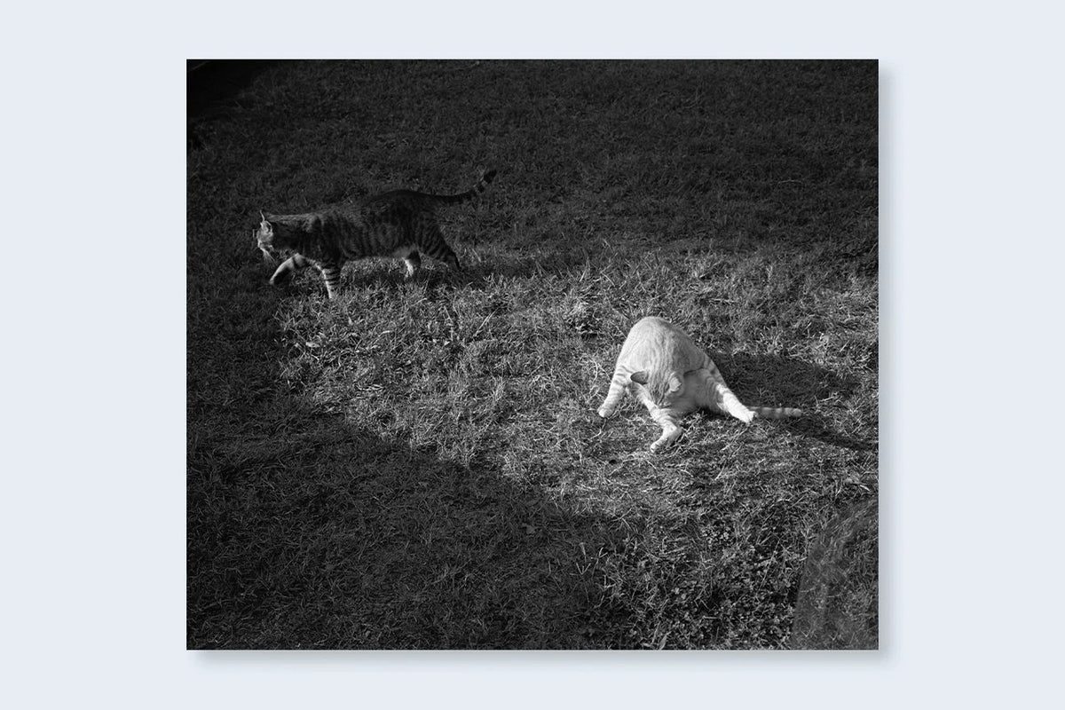 Mark Steinmetz - Low-Fi Cats