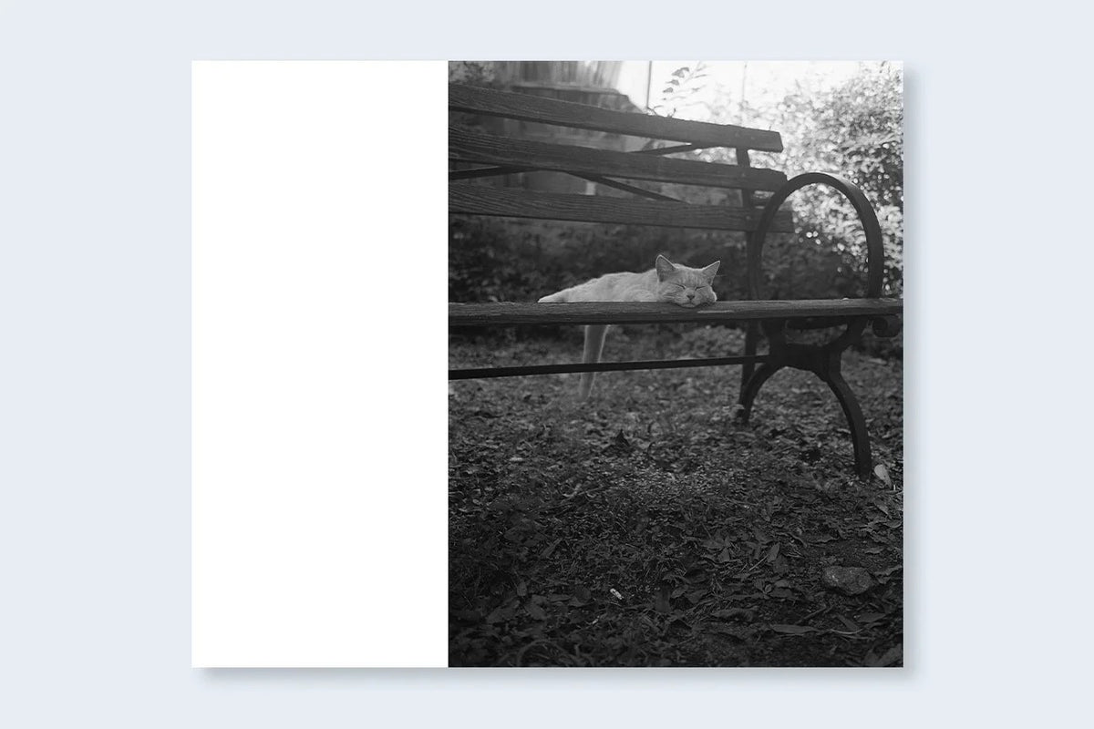 Mark Steinmetz - Low-Fi Cats