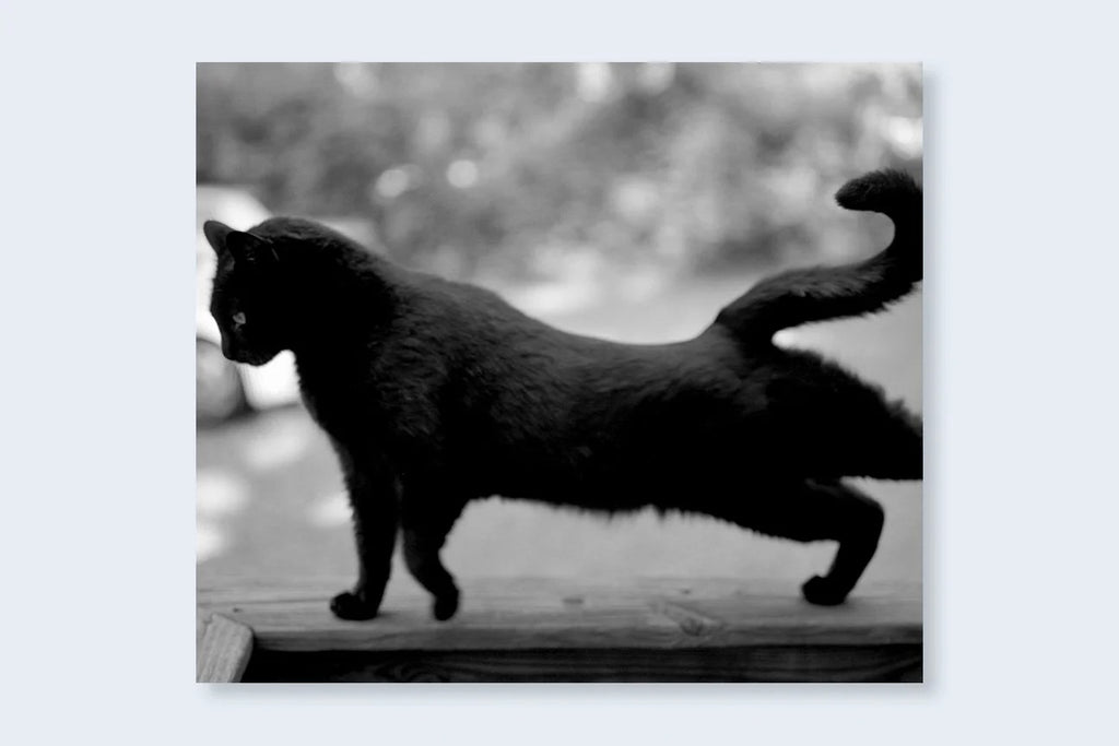 Mark Steinmetz - Low-Fi Cats