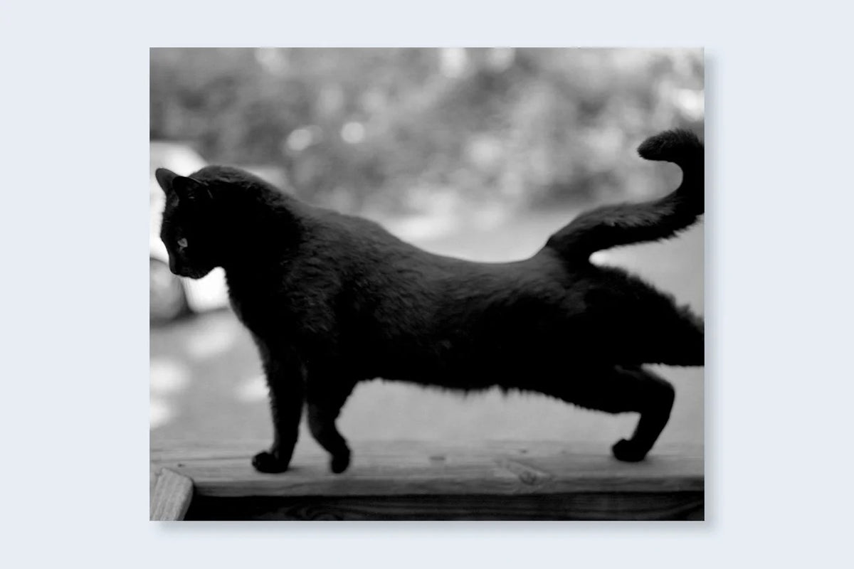 Mark Steinmetz - Low-Fi Cats